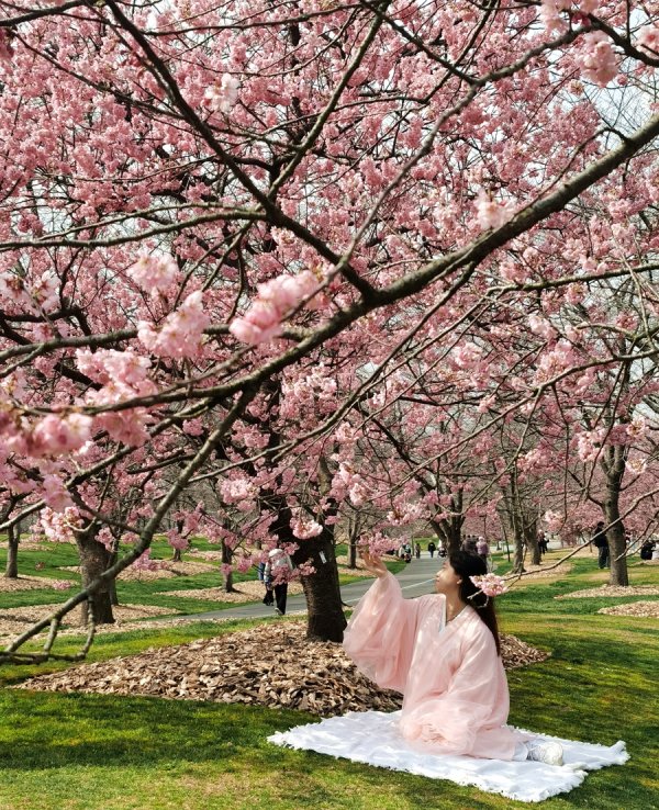 去年秋天至今“没睡过觉”，河津樱早开刷新15年纪录