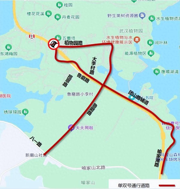 武汉东湖赏花出行“避堵宝典”：单双号限行+单向通行，这样走不堵车