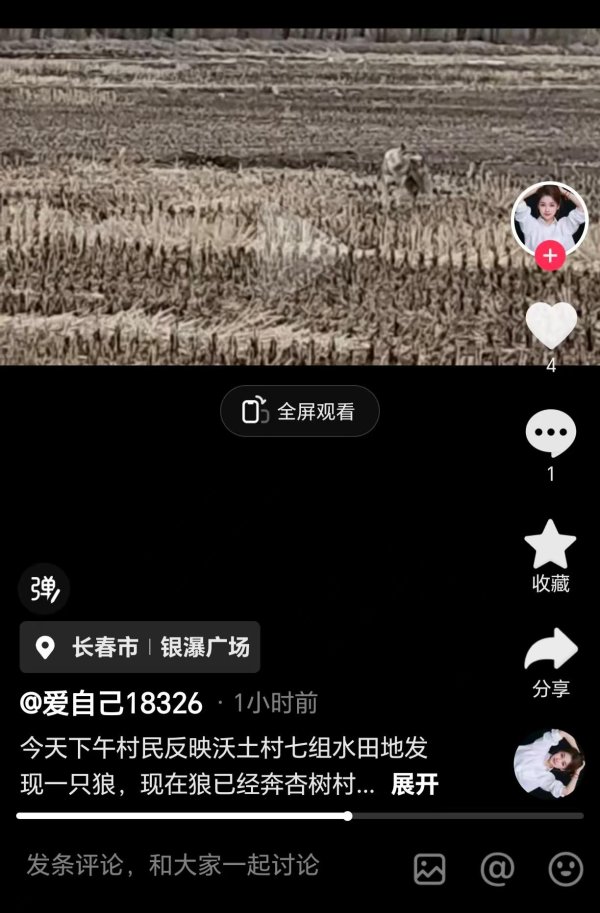吉林双阳，“狼”来了?